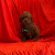 Red Brown Toy Poodle Yavrular